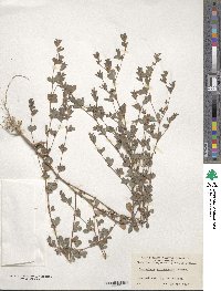 Kummerowia stipulacea image