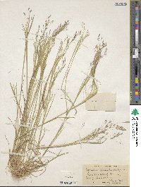 Image of Agrostis hyemalis