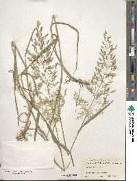 Poa nemoralis image