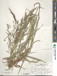 Poa nemoralis image