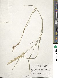 Poa nemoralis image