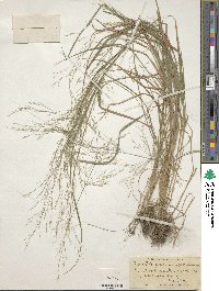 Agrostis perennans image