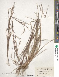 Schizachyrium scoparium image