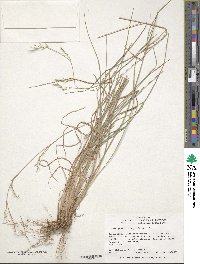 Andropogon virginicus image