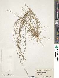 Aristida dichotoma image