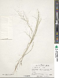 Aristida oligantha image