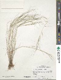 Aristida oligantha image