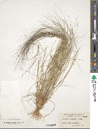 Aristida oligantha image