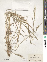 Bromus commutatus image