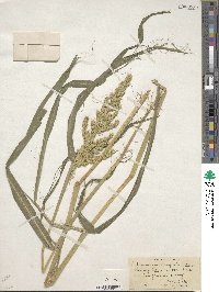 Echinochloa crus-galli image