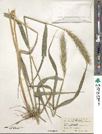 Elymus virginicus image