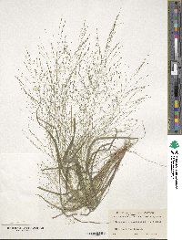 Eragrostis capillaris image