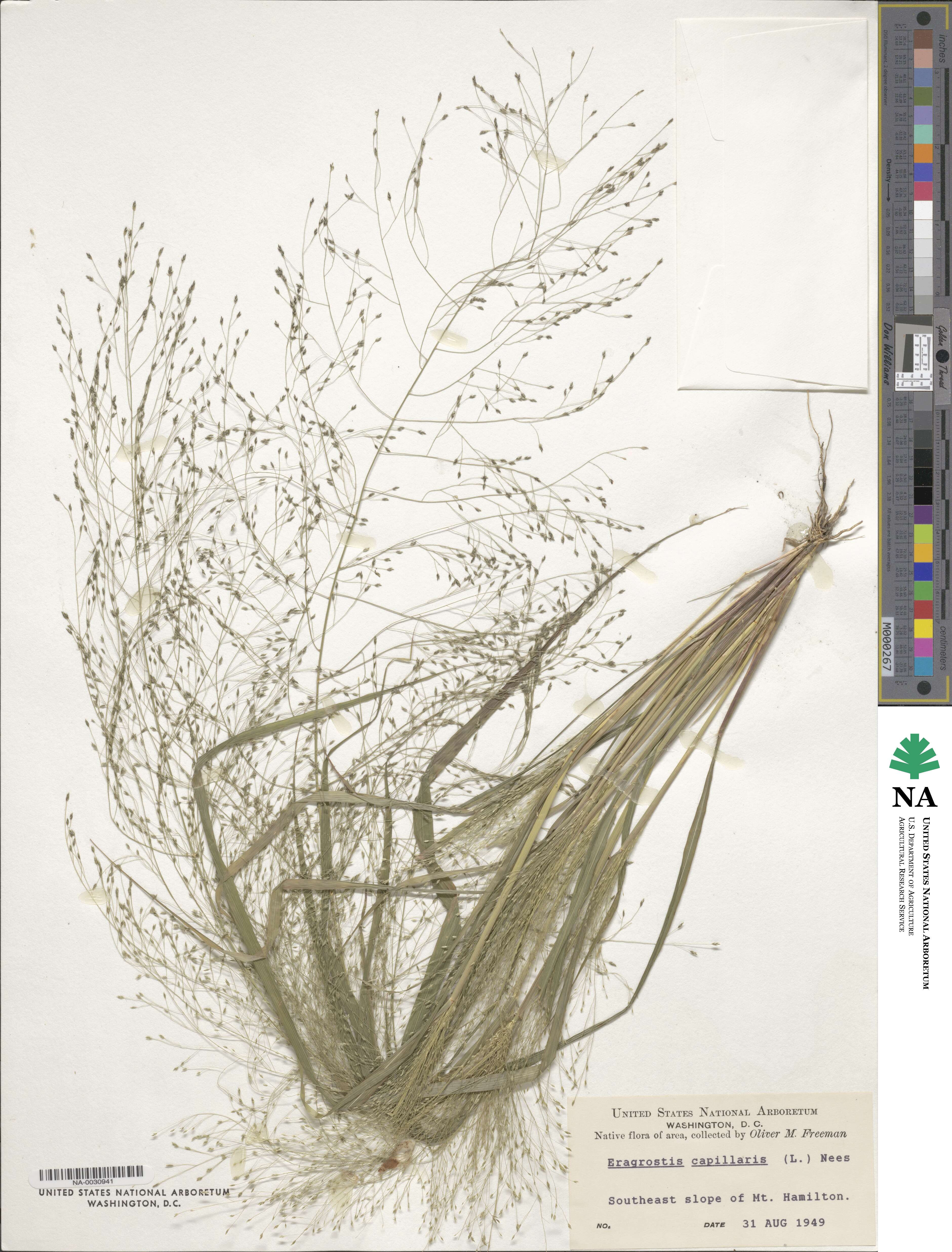 Eragrostis capillaris image