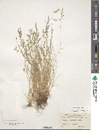 Festuca octoflora image