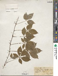 Parthenocissus quinquefolia image