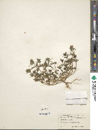 Lysimachia arvensis image