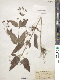 Lysimachia ciliata image