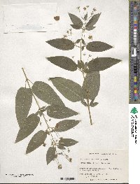 Lysimachia ciliata image