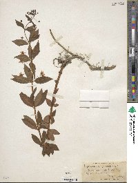 Lysimachia quadrifolia image