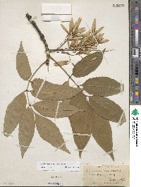 Fraxinus americana var. americana image