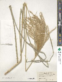 Miscanthus sinensis image