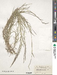 Muhlenbergia schreberi image