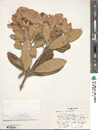 Rhododendron yakushimanum image