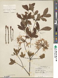 Rhododendron periclymenoides image