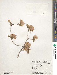 Rhododendron kaempferi image