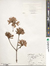 Rhododendron kaempferi image