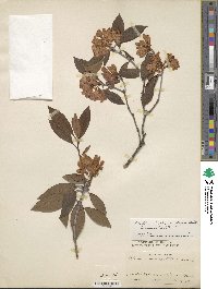 Rhododendron setiferum image