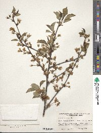 Prunus cerasus image