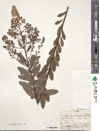 Spiraea alba image