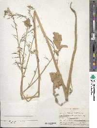 Raphanus sativus image