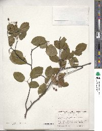 Amelanchier laevis image