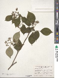 Cornus alternifolia image
