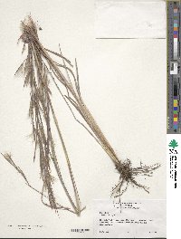 Andropogon virginicus image