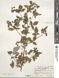 Rubus idaeus subsp. strigosus image