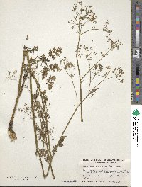 Anthriscus cerefolium image