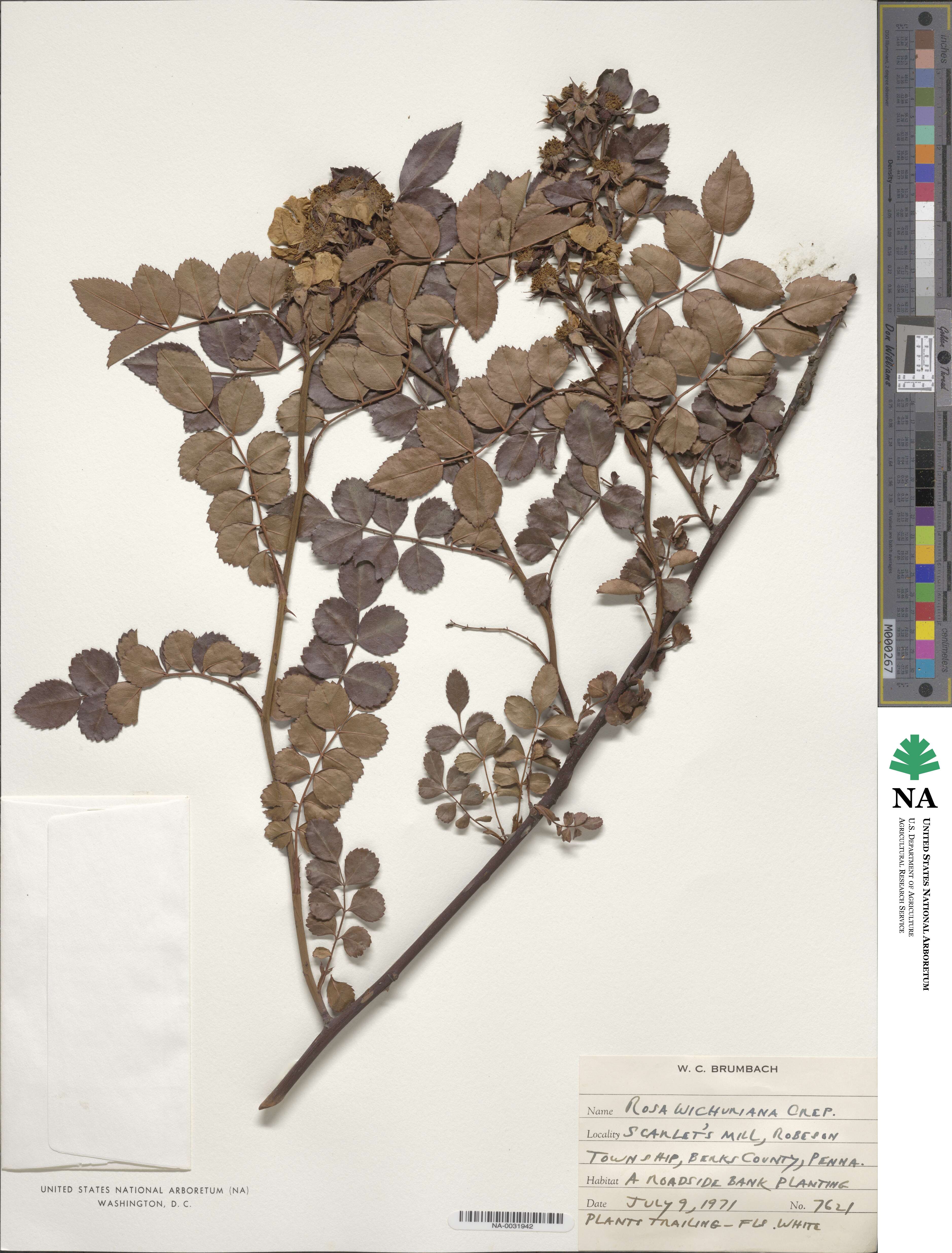 Rosa lucieae image