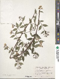 Image of Deutzia gracilis