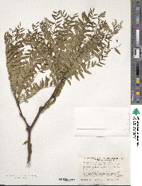 Gleditsia triacanthos image