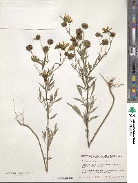 Bidens polylepis image