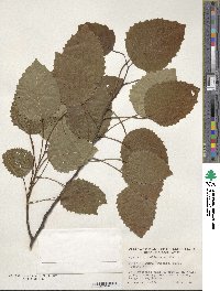 Image of Populus grandidentata