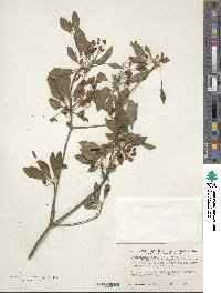 Enkianthus campanulatus image