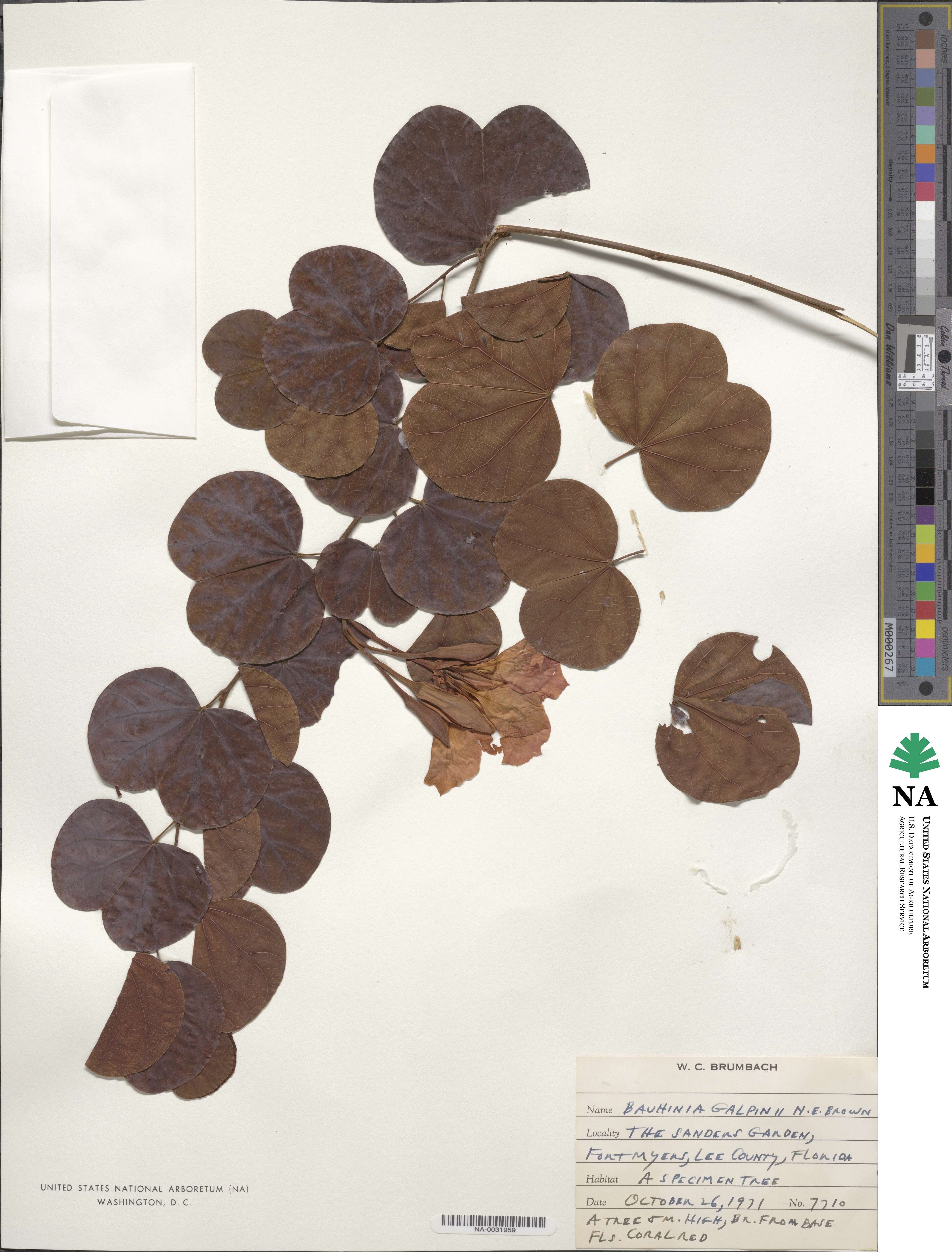 Bauhinia galpinii image