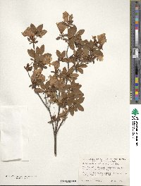 Rhododendron ponticum subsp. ponticum image