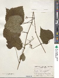 Vitis vulpina image