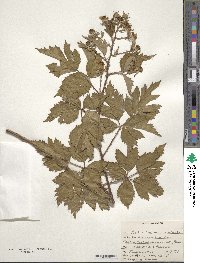 Rubus laciniatus image