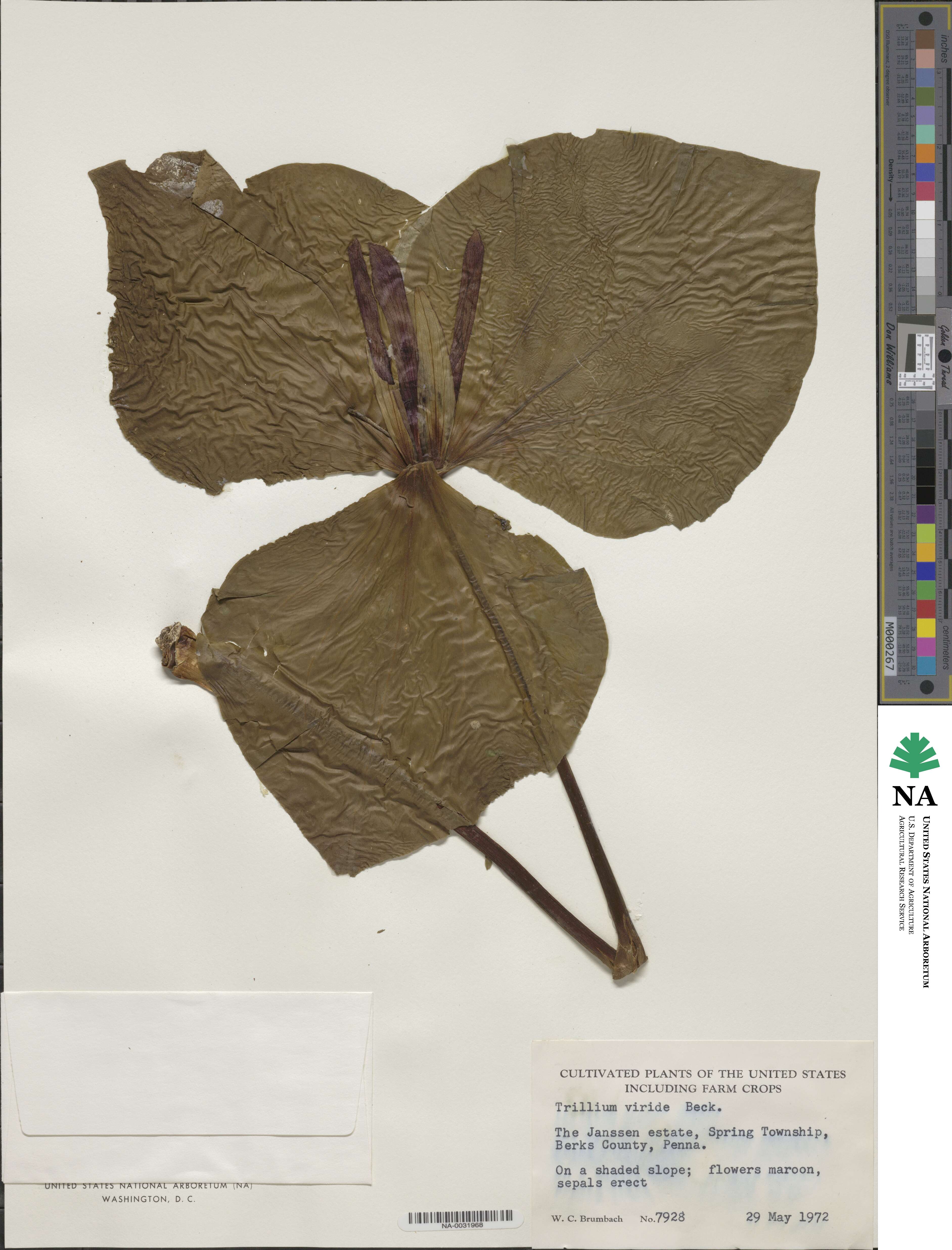 Trillium viride image